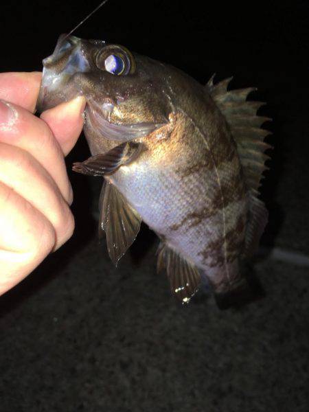 神明間メバリング