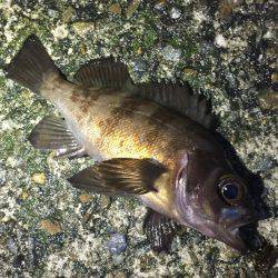 マイクロサイズ