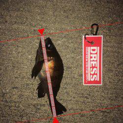 メ…メバリング！！