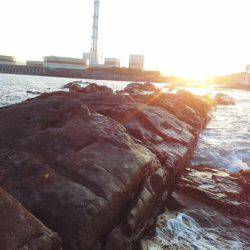 グレ少し釣れました・・・・