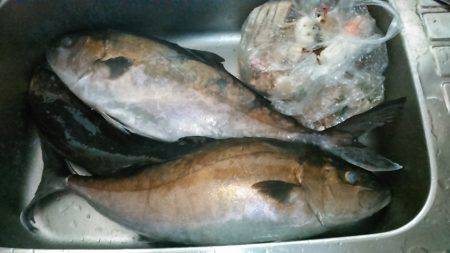 カタタの釣り堀にてカンパチ、ヒラス狙い