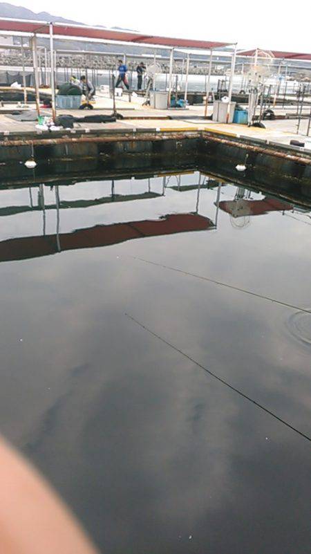 海上釣り堀岬でカンパチ、ヒラマサ狙い