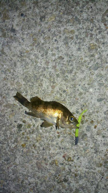 早朝メバリング