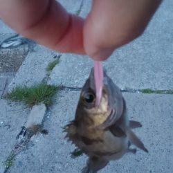 GW突入メバリング