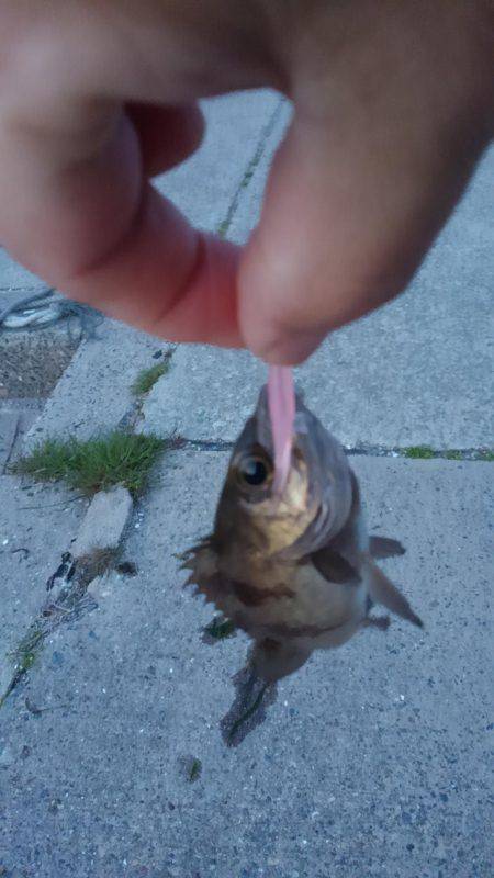 GW突入メバリング