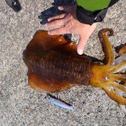 ショアジギボウズ