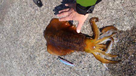 ショアジギボウズ