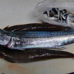 エソ釣りのつもりがイワシ釣り