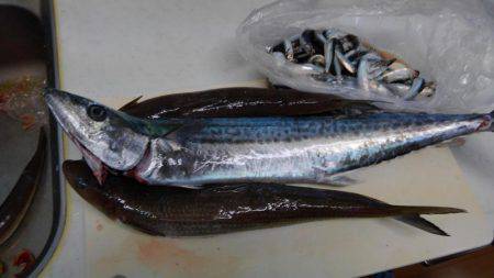 エソ釣りのつもりがイワシ釣り