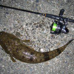 チニングにて、外道のコチ