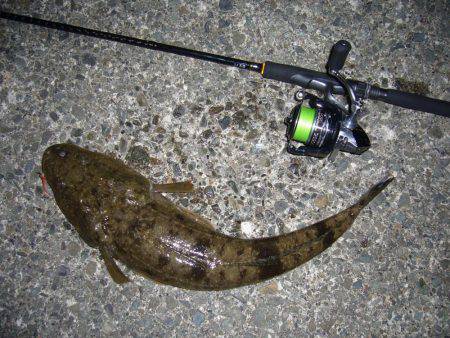 チニングにて、外道のコチ