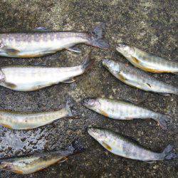 鳥取県河川釣行