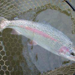 大安トラウトレイク 釣果