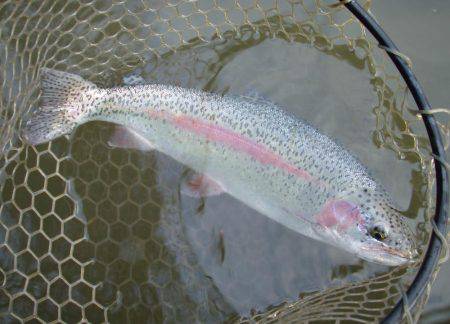 大安トラウトレイク 釣果