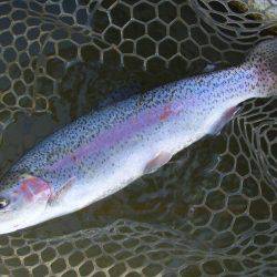 大安トラウトレイク 釣果