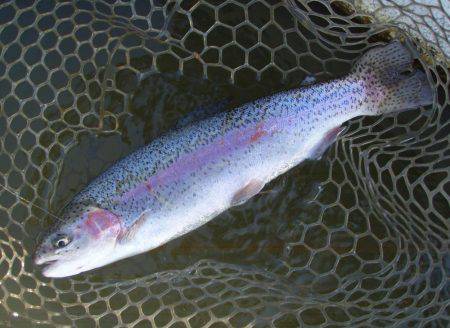 大安トラウトレイク 釣果