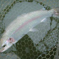 大安トラウトレイク 釣果