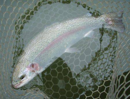 大安トラウトレイク 釣果