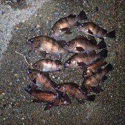 嵐の後の爆釣！