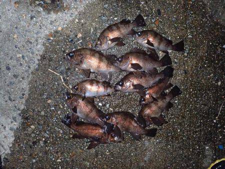 嵐の後の爆釣！