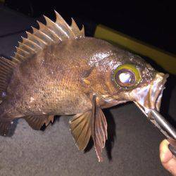 湾内タコだらけ、コウイカ、メバルカサゴは型がよくなってきました