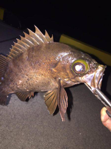 湾内タコだらけ、コウイカ、メバルカサゴは型がよくなってきました