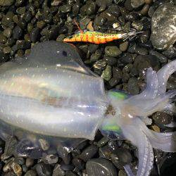 石津浜　アオリイカエギング