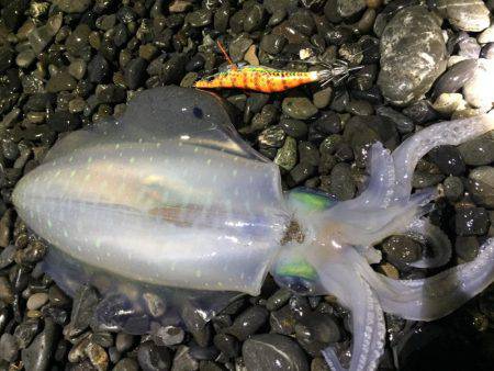 石津浜　アオリイカエギング