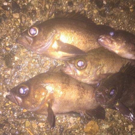 南風メバリング!