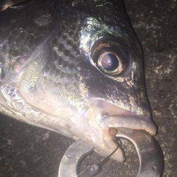 チヌ＆キビレ！