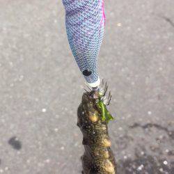 3ヶ月ぶりの獲物