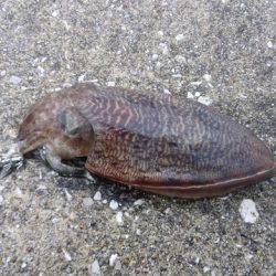 爆風でも何とか