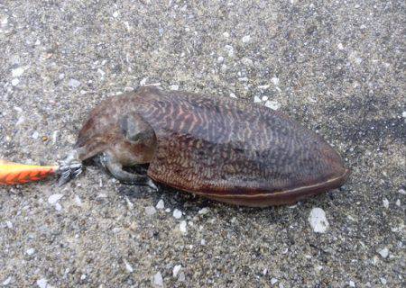 爆風でも何とか