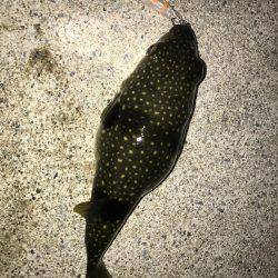 プラグでメバリング