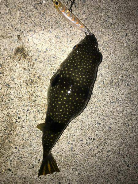 プラグでメバリング