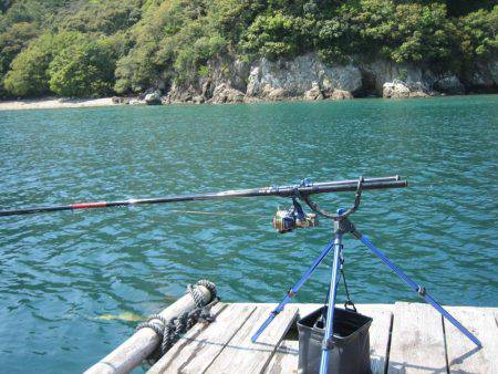 アオリイカ、デカイカ求めて筏編！