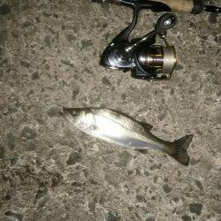 ナイトシーバス、デイマゴチ