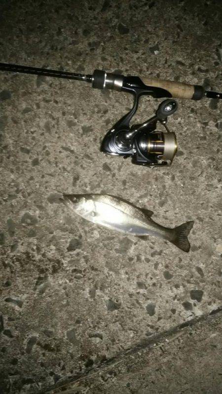 ナイトシーバス、デイマゴチ