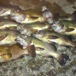 メバル春爆&メジロ!?