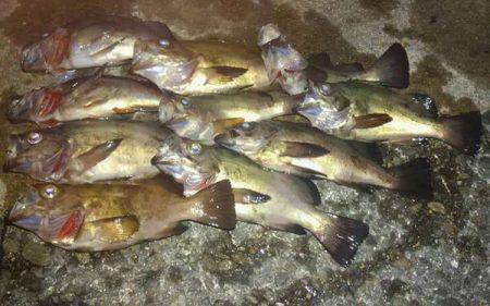 メバル春爆&メジロ!?