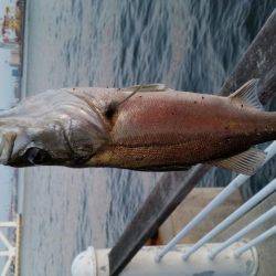 春フィッシュ調査