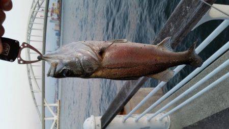 春フィッシュ調査