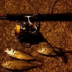 アジングのちサーべリング