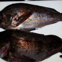 やっとアコウが！