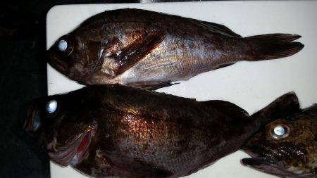 やっとアコウが！