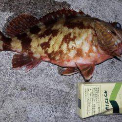 湾内タコだらけ、コウイカ、メバルカサゴは型がよくなってきました