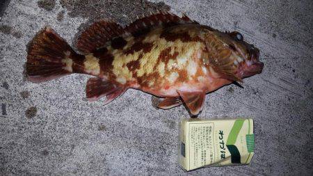 湾内タコだらけ、コウイカ、メバルカサゴは型がよくなってきました