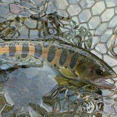 ルアーでニジマス釣り