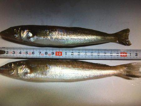 久々の神戸沖防波堤