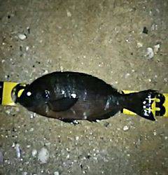 メバリング、嬉しいゲストが!